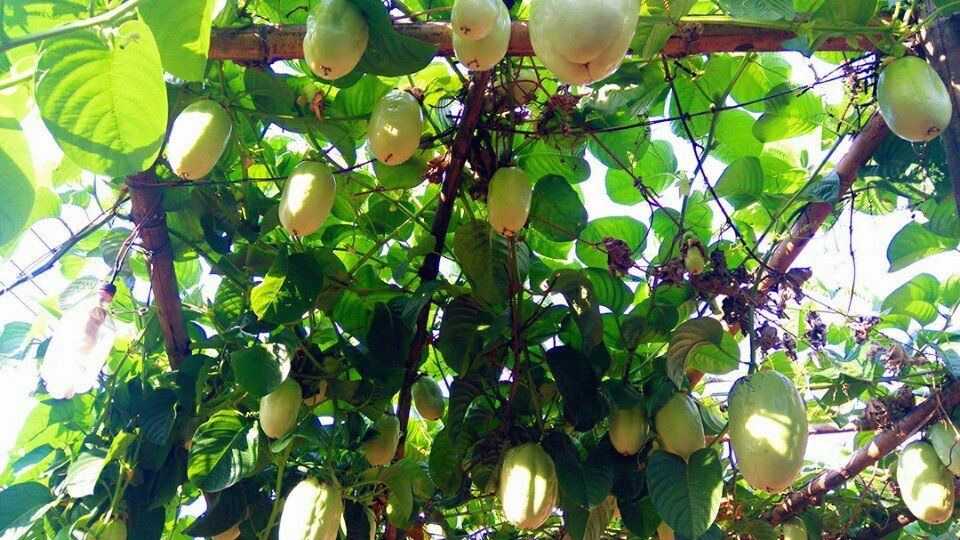 [-]Dưa[-]gang[-]Tây[-]rất[-]dễ[-]trồng